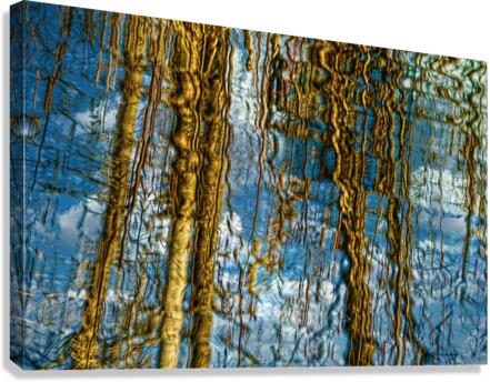 Reflections in a Forest Canvas Print
