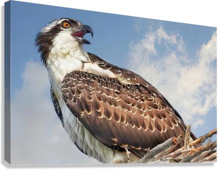 Osprey on watch Canvas Print