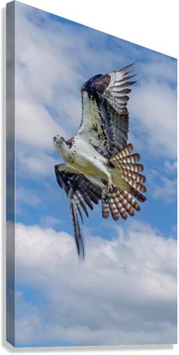 Osprey on the hunt Canvas Print