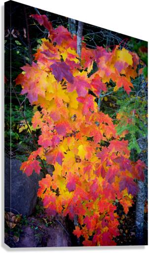 Complimentary Maple colors Canvas print