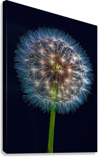 Dandelion Burst Canvas Print