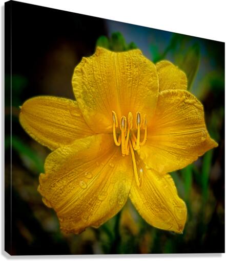 Yellow Day lily Canvas Print