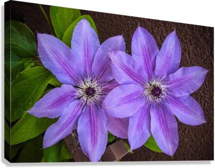 Clematis Flower Canvas Print