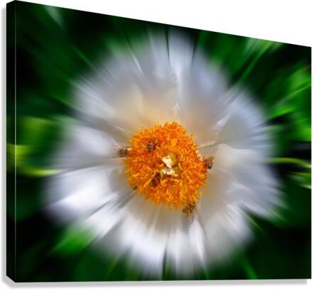 Flower pollinators  Canvas Print