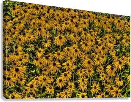 Black-eyed Susans  Canvas Print