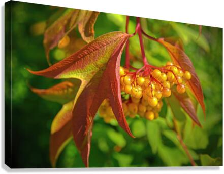 Viburnum sargentii Koehne Canvas Print