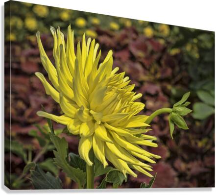 Yellow Dahlia Canvas Print