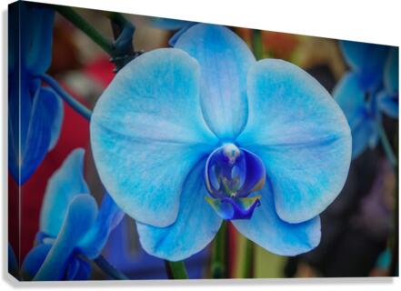 Blue Orchid Canvas Print