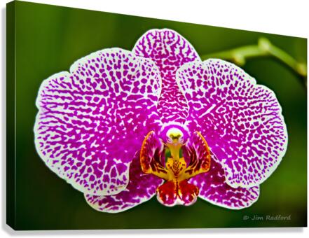 Pink Orchid Canvas Print
