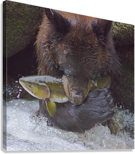 Bear greets Fish Canvas Print