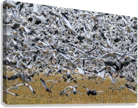 Lift Off  Canvas Print