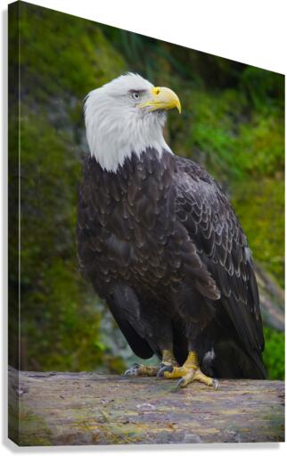 Bald eagle  Canvas Print