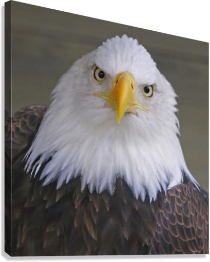 Bald eagle   Canvas Print