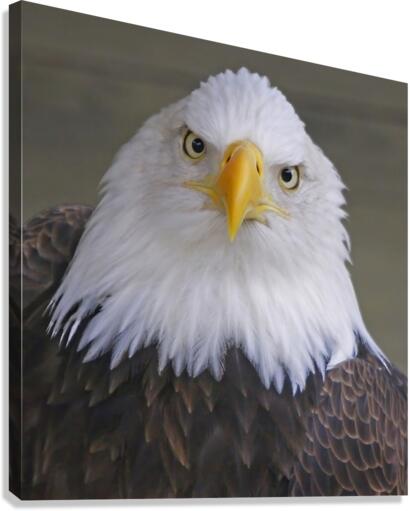 Bald eagle  Canvas Print