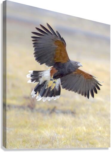 Harris hawk on the wing  Canvas Print