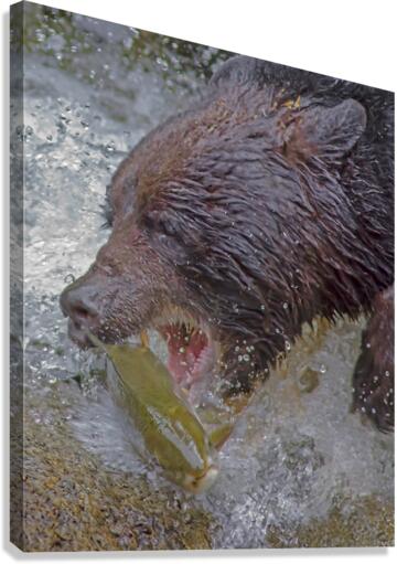 Grizzly bear and dinner Canvas Print