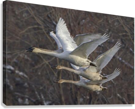 Trumpter swans  Canvas Print