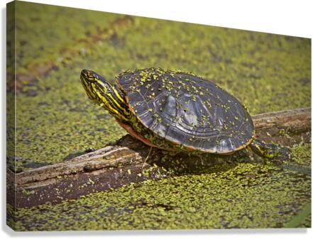  PaintedTurtle Canvas Print