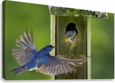 Tree swallows feeding Canvas Print