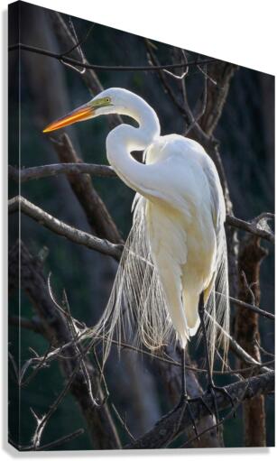 White egret Canvas Print