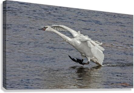 Three point landing   Canvas Print