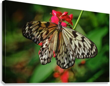 Paper kite butterfly  Canvas Print