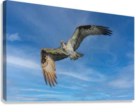 Osprey in flight Canvas Print