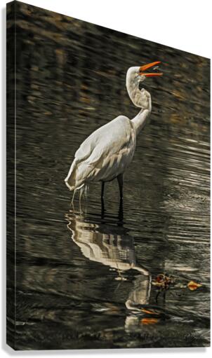 Egret fishing Canvas Print