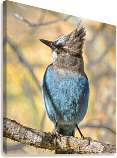 Steller Jay Canvas Print