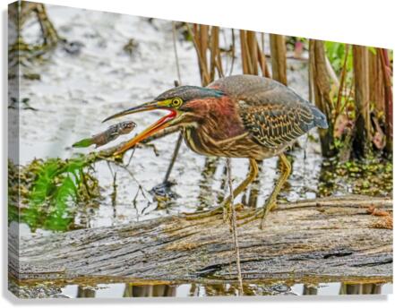 Green Heron doing dinner   Canvas Print