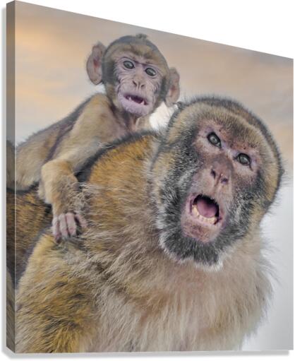  Barbary Macaques Monkey  Canvas Print