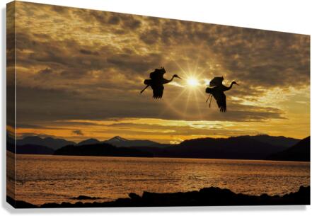 Sandhill cranes over Alaska  Canvas Print