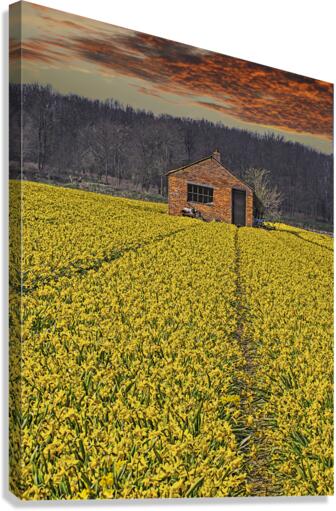 Flourishing fields of flowers Holland  Canvas Print