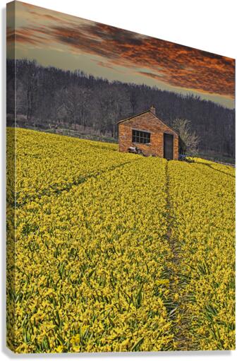 Flourishing fields of flowers Holland Canvas Print