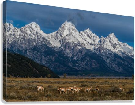 Pronghorns at home Canvas Print