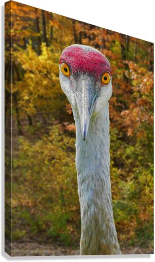 Sandhill crane Canvas Print