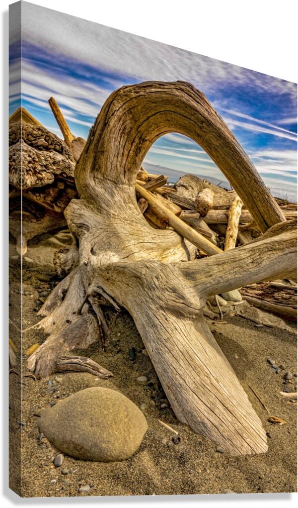 Drift wood in Washington Canvas Print