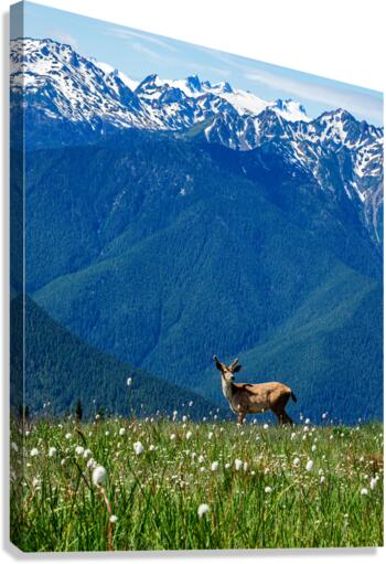 Olympic mountain range Canvas Print
