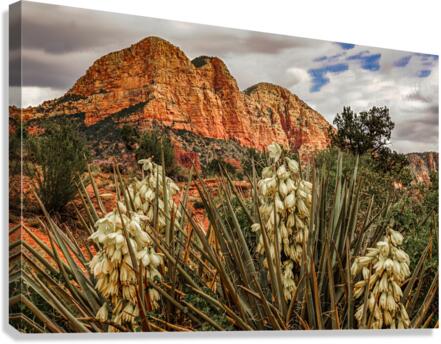 Flowers in Sedona  Canvas Print