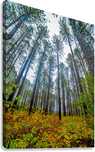 Sky high pines Canvas Print