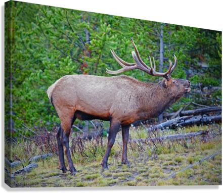 Alert call — bull elk Canvas Print