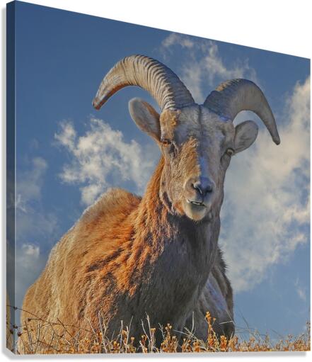 Bighorn Sheep grazing Canvas print