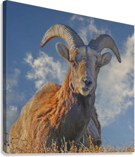 Bighorn Sheep grazing Canvas Print
