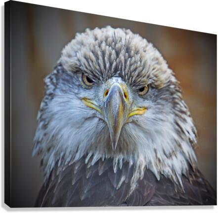 Bald Eagle Canvas Print