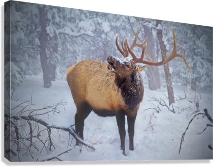 Grand Canyon Elk Canvas Print