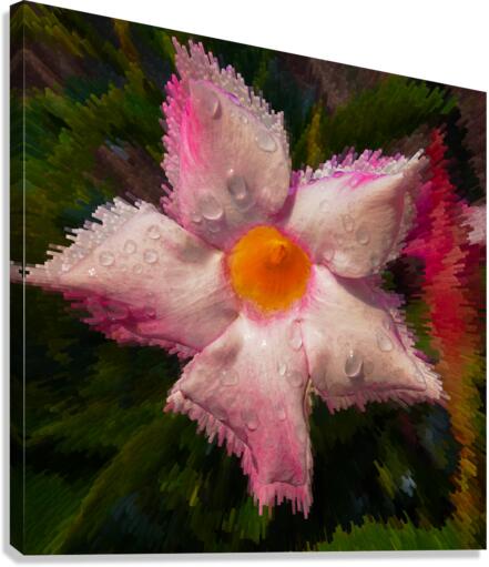  Mandevilla flower Canvas Print