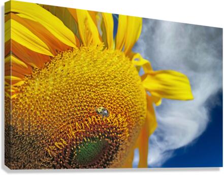 Bee on sunflower  Impression sur toile