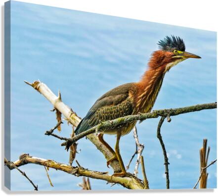 Green heron bristling Canvas Print