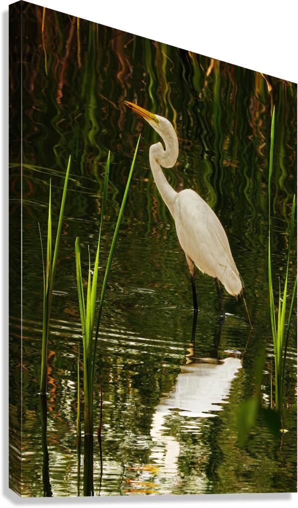Feeding egret Canvas Print