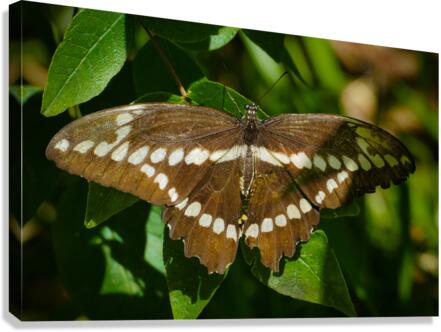 Giant Swallowtail Canvas Print